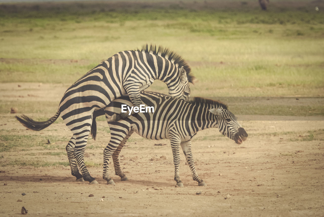 Happy mating zebras