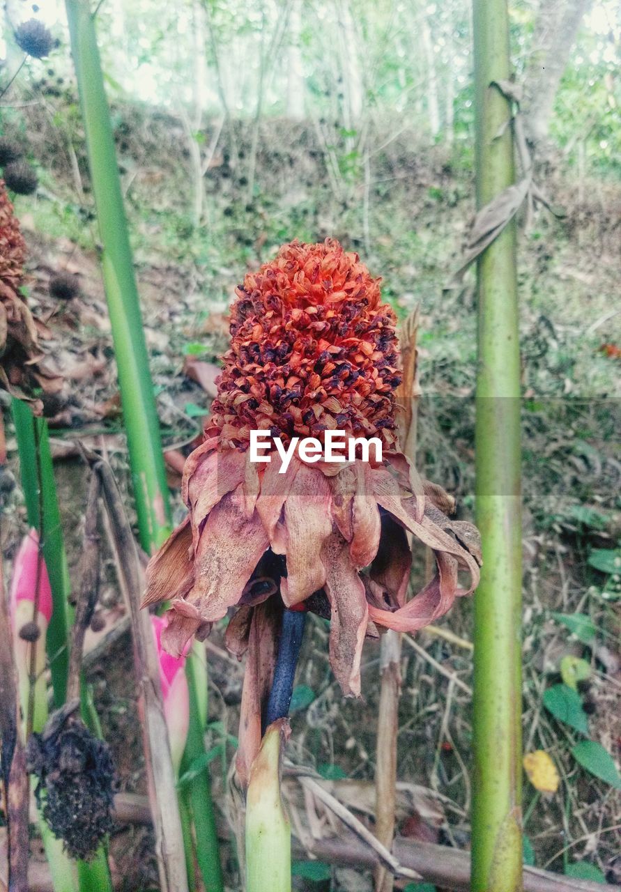 CLOSE-UP OF WILTED FLOWERS ON FIELD