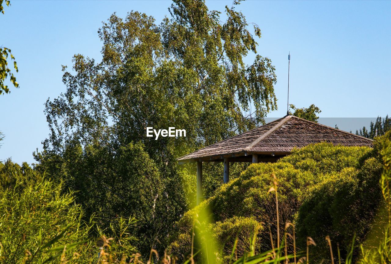 LOW ANGLE VIEW OF TREES AND PLANTS AGAINST SKY