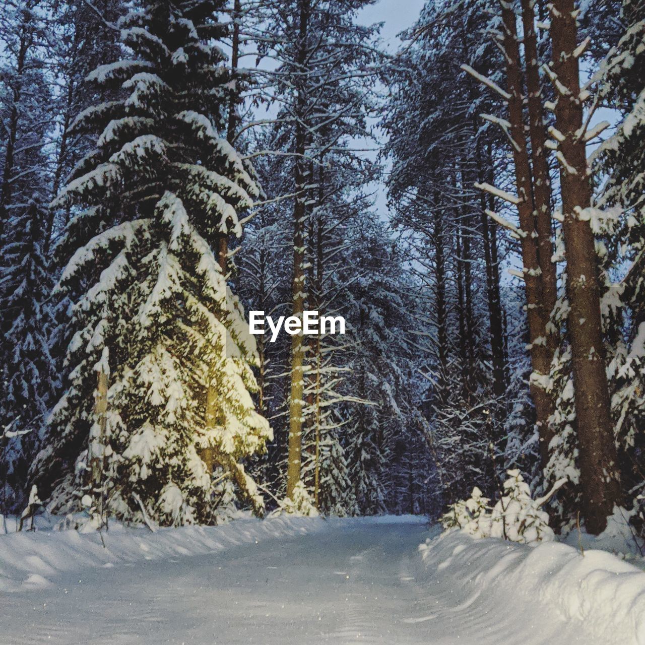 PINE TREES ON SNOW COVERED LAND