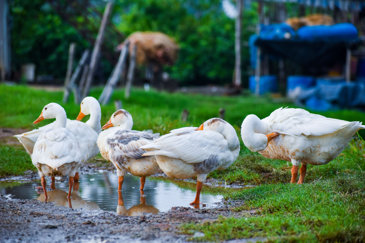 Domestic duck and gray chinese goose enjoying