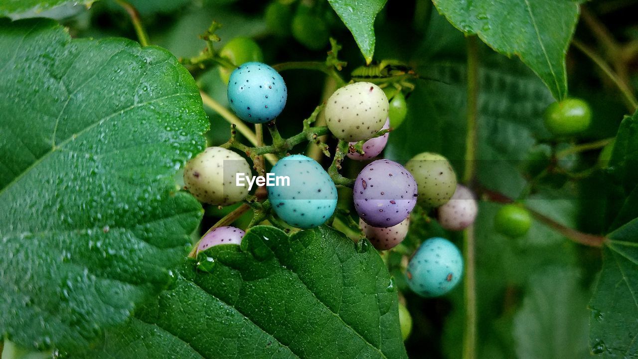 CLOSE-UP OF FRUITS GROWING ON PLANT