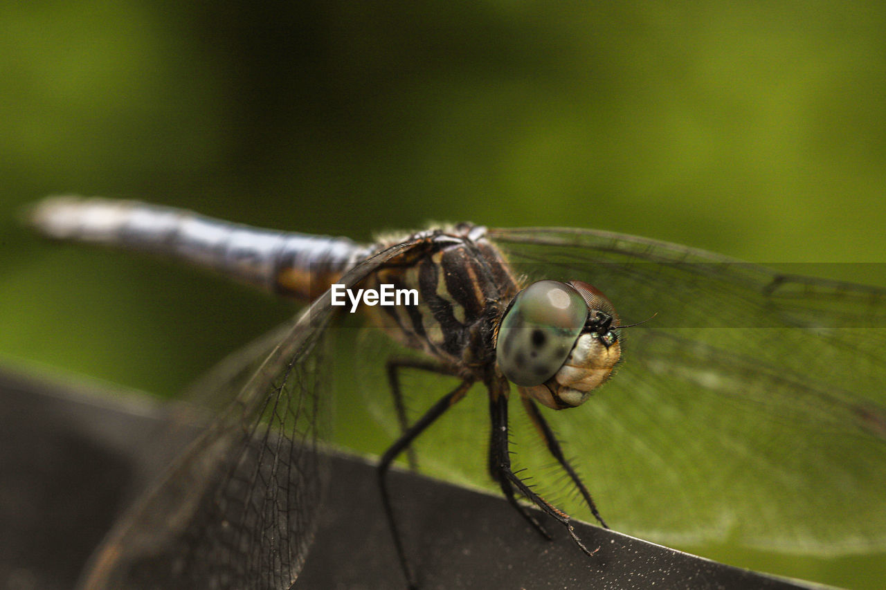 CLOSE-UP OF DRAGONFLY ON GREEN LEAF