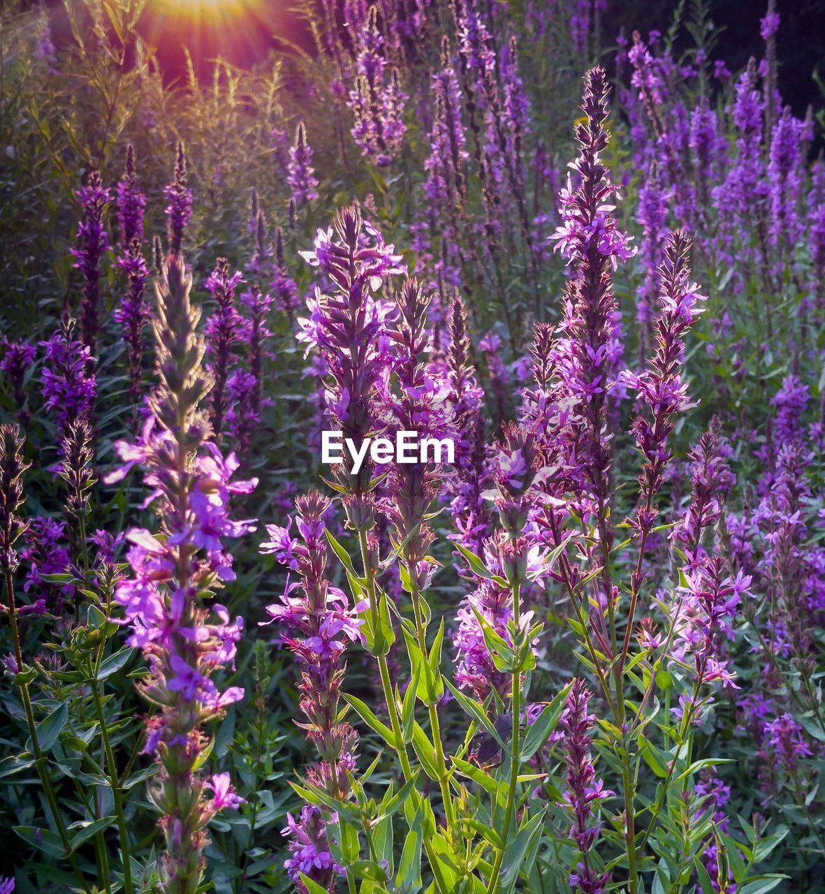 Purple flowers blooming on field