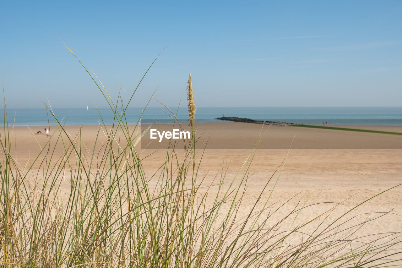 PLANTS ON BEACH AGAINST CLEAR SKY