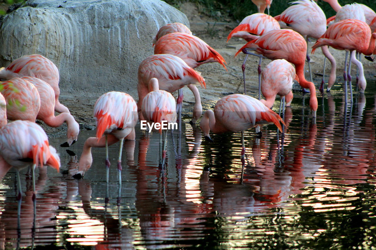 Flock of birds in lake