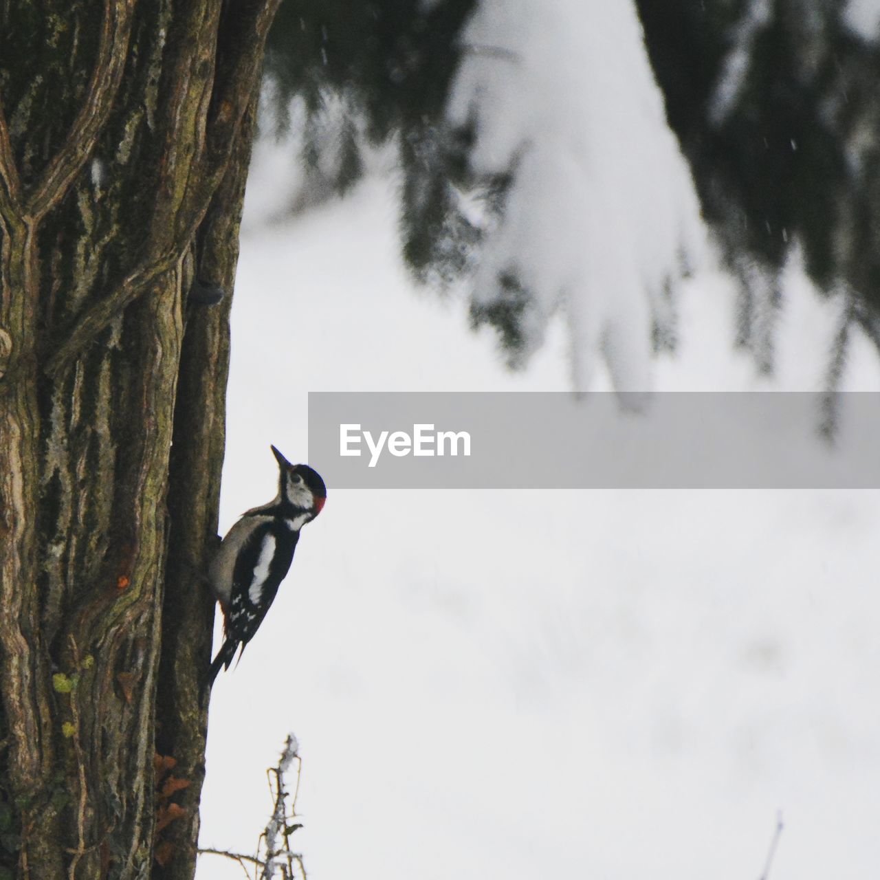 CLOSE-UP OF BIRD PERCHING ON TREE TRUNK