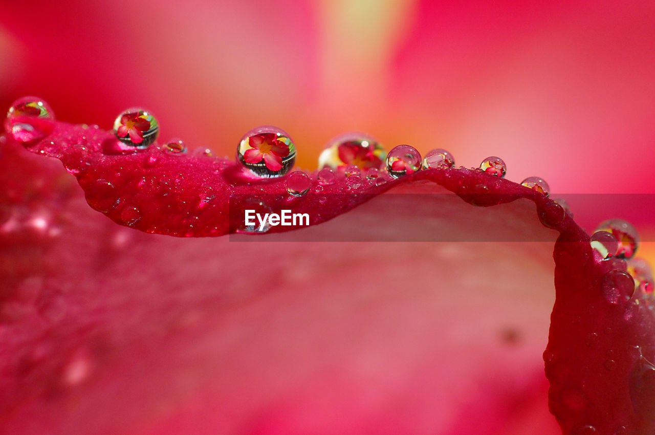 CLOSE-UP OF WATER DROPS ON PINK ROSE