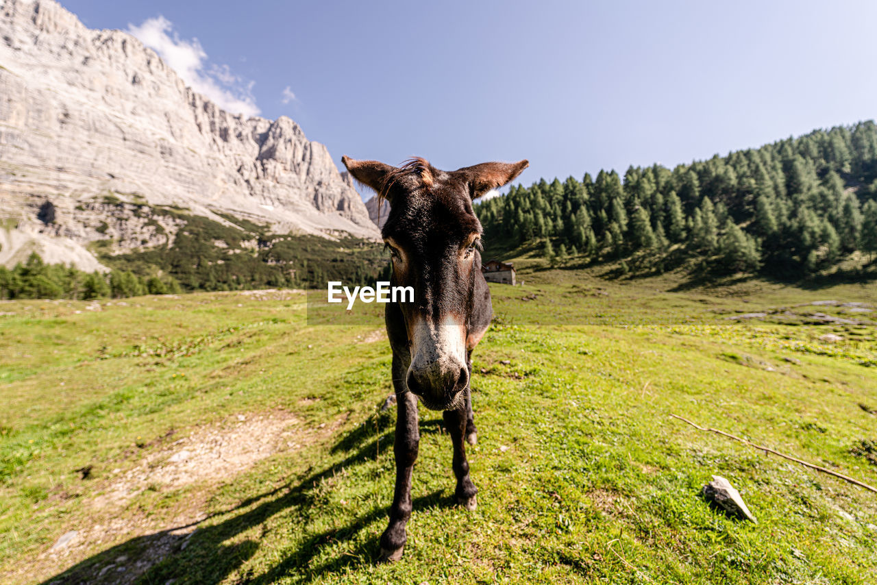 Donkey standing in a field near lake tovel