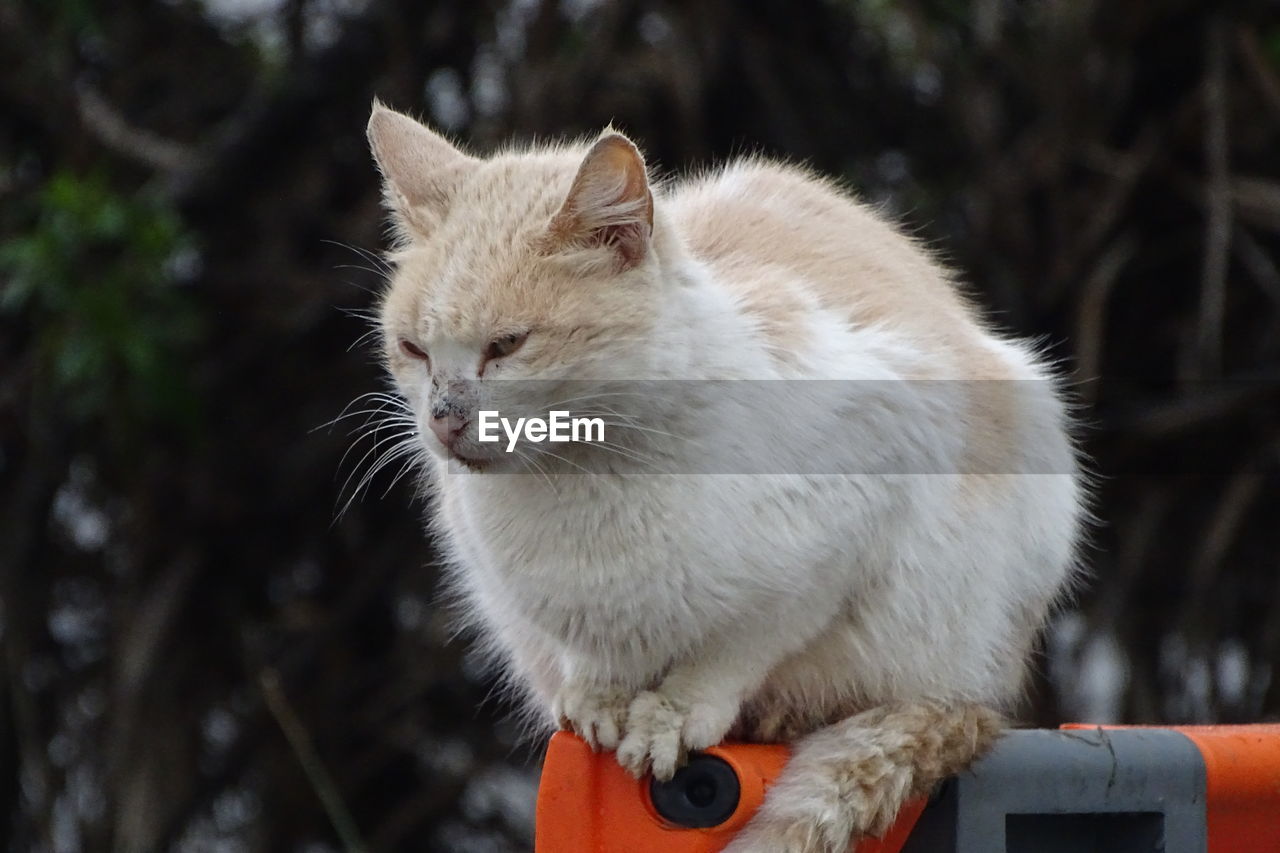 CLOSE-UP OF A CAT