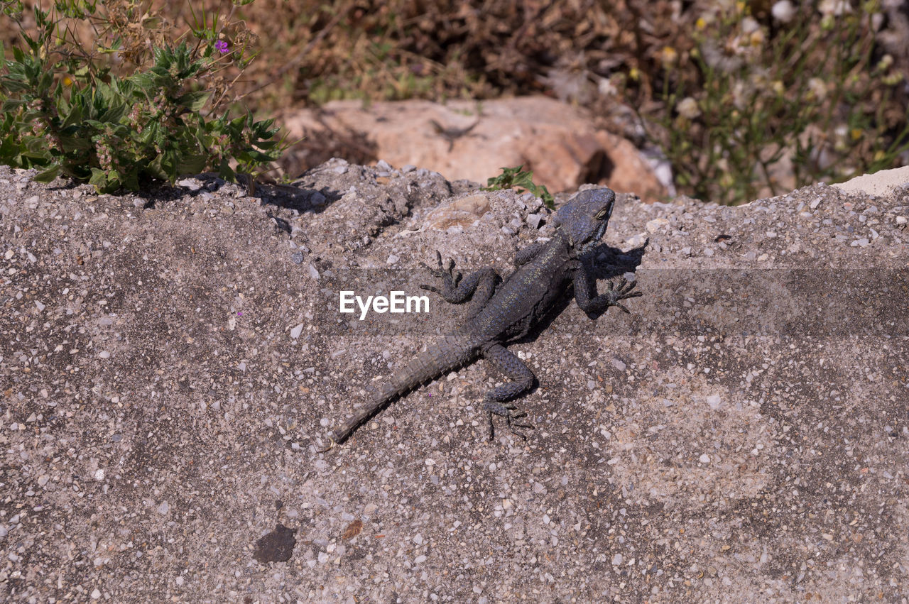 HIGH ANGLE VIEW OF LIZARD