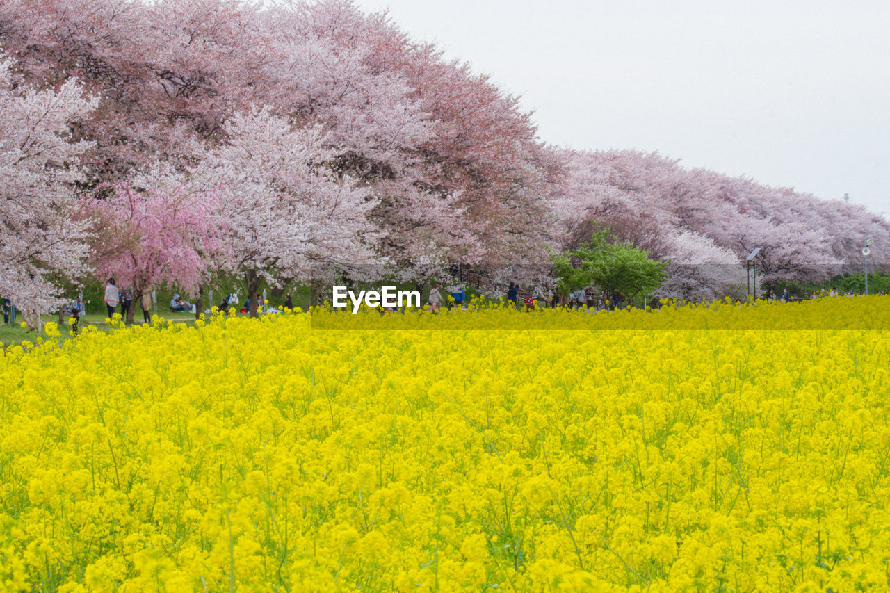 Scenic view of yellow flowering plants on field
