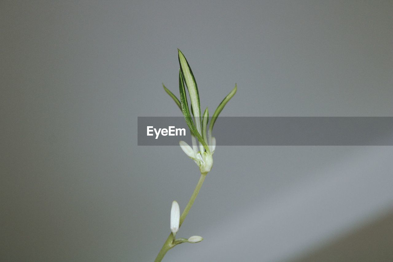 CLOSE-UP OF WHITE FLOWERING PLANT AGAINST SKY