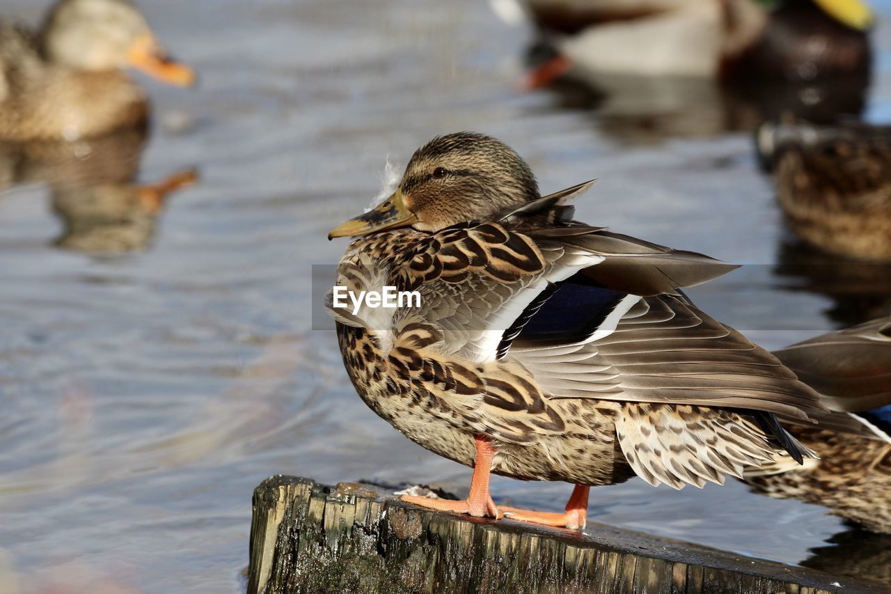 Duck swimming on lake