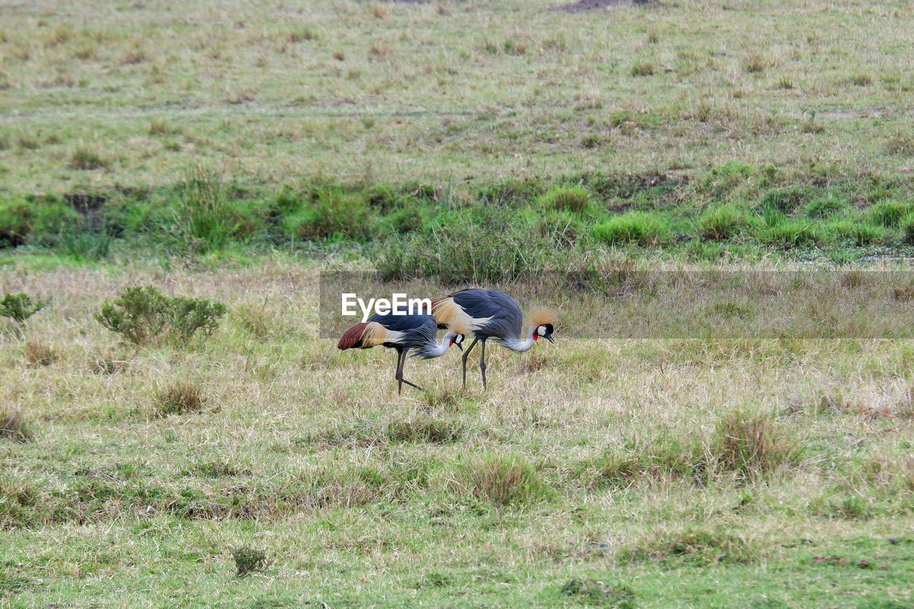 animal themes, animal, grass, animal wildlife, field, plant, wildlife, land, nature, bird, day, group of animals, prairie, no people, green, grassland, safari, mammal, landscape, outdoors, growth, two animals, beauty in nature, environment