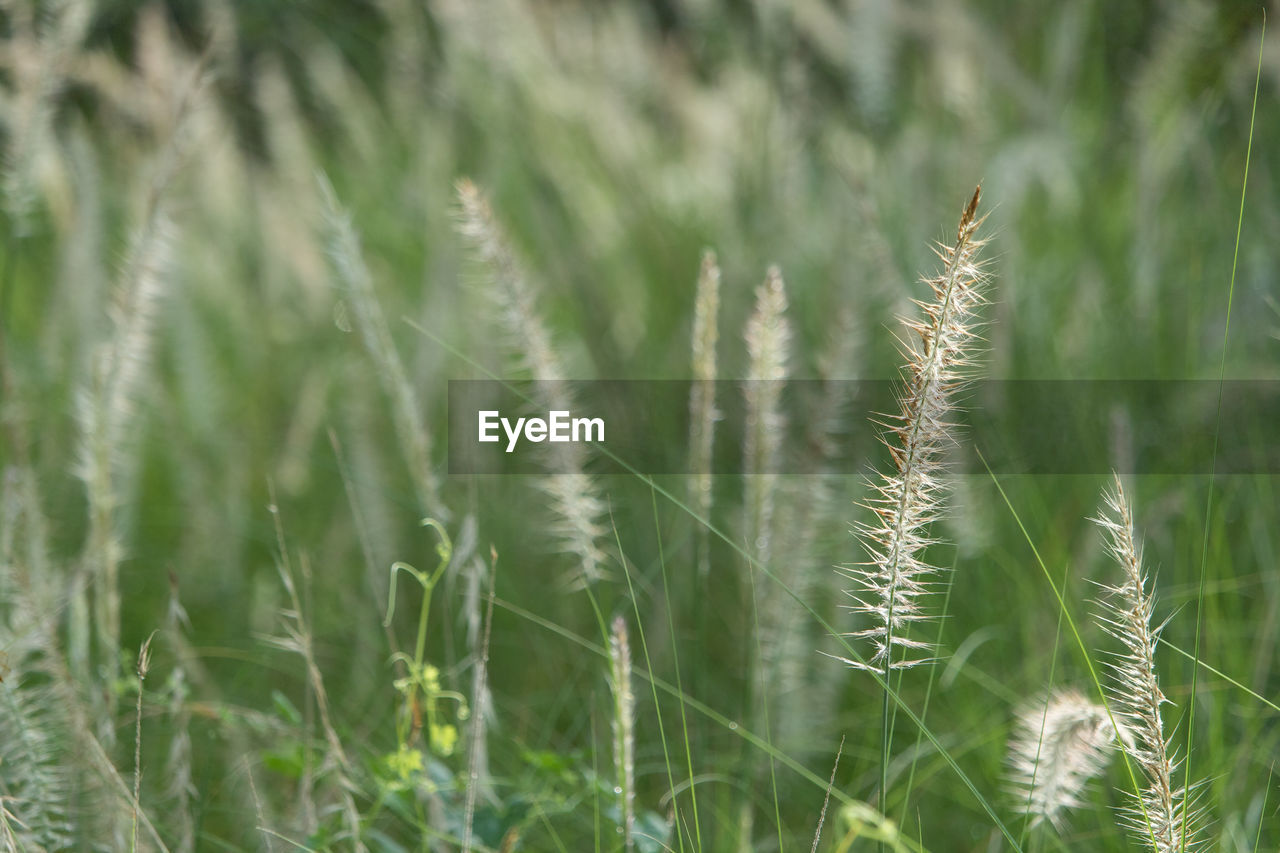 Grass growing on field