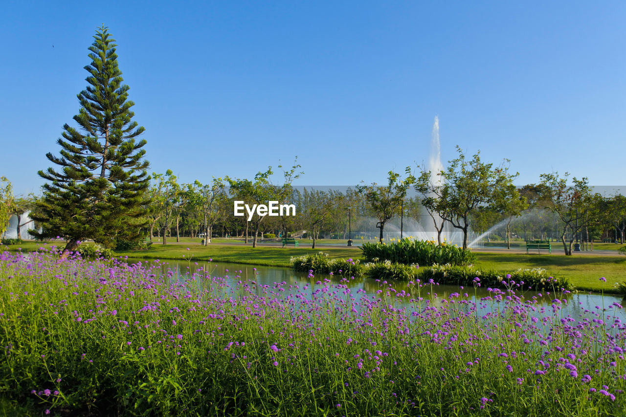 Scenic view of flowering plants on field against sky