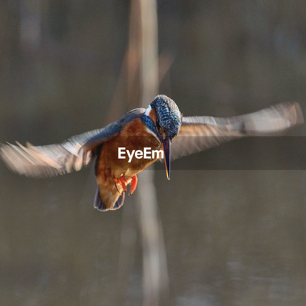 CLOSE-UP OF A BIRD FLYING OVER A BLURRED BACKGROUND