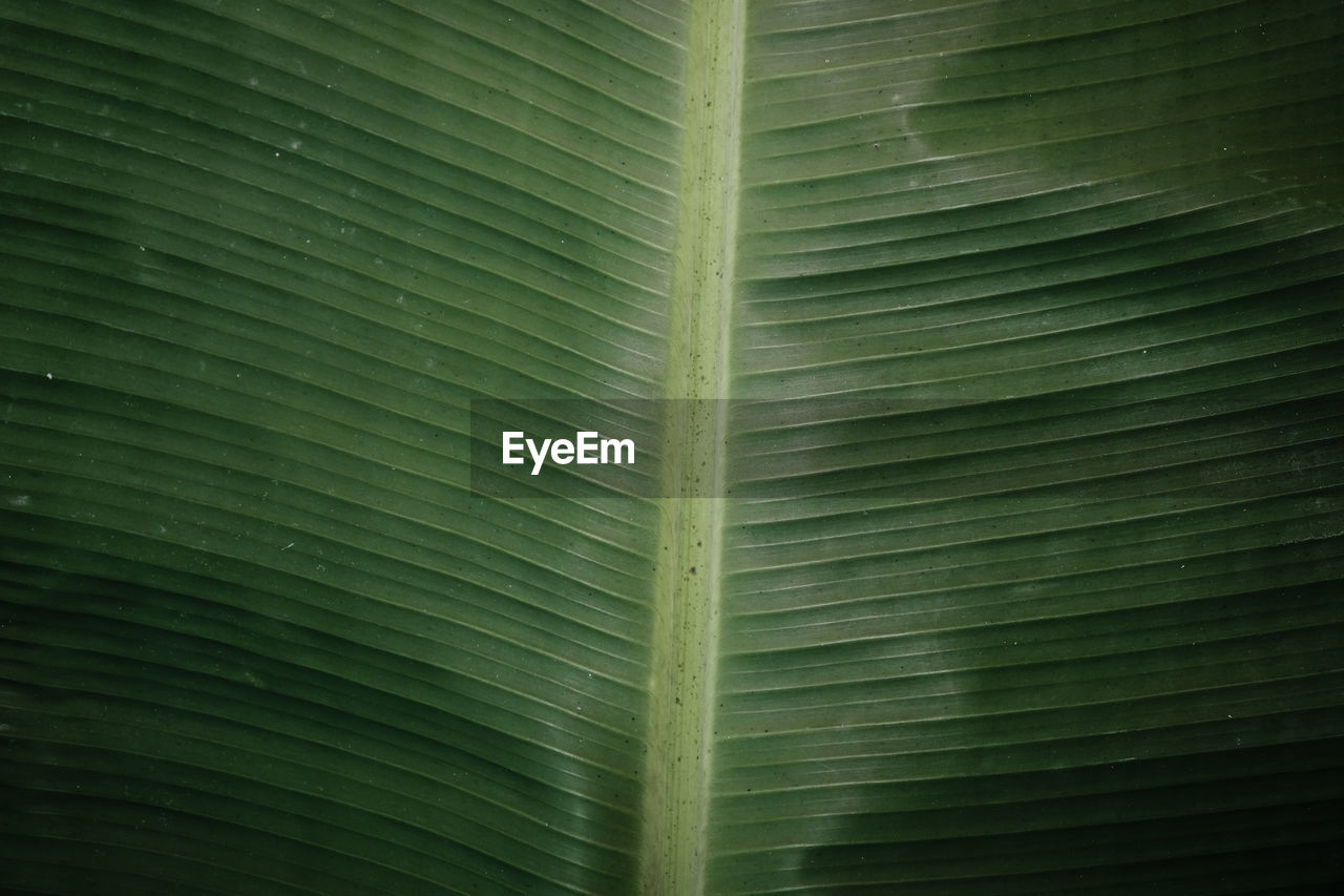 FULL FRAME SHOT OF GREEN LEAF WITH PALM LEAVES