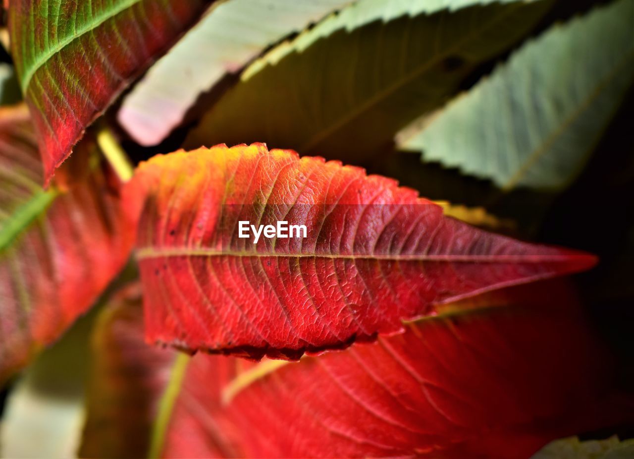 CLOSE-UP OF RED LEAVES ON PLANT