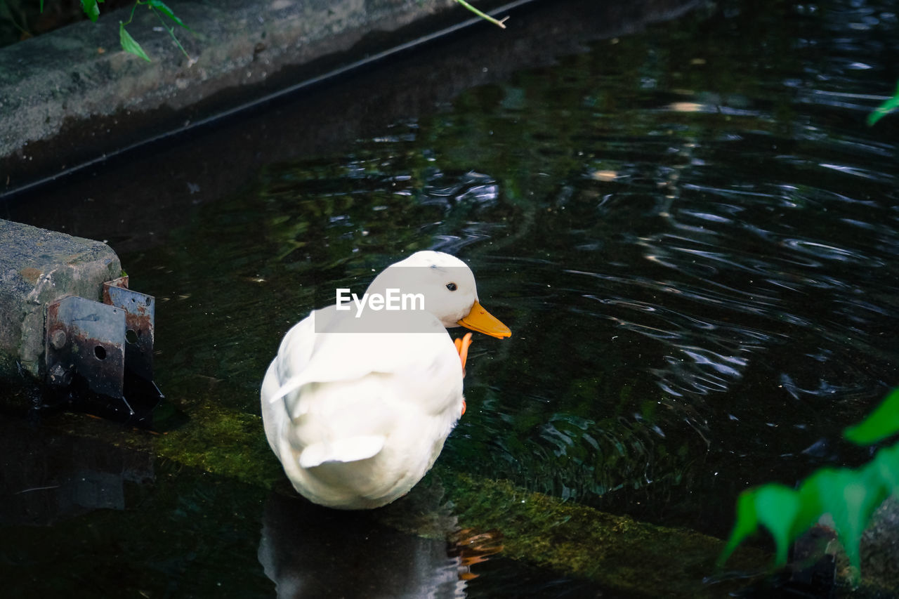 HIGH ANGLE VIEW OF SWANS SWIMMING ON LAKE