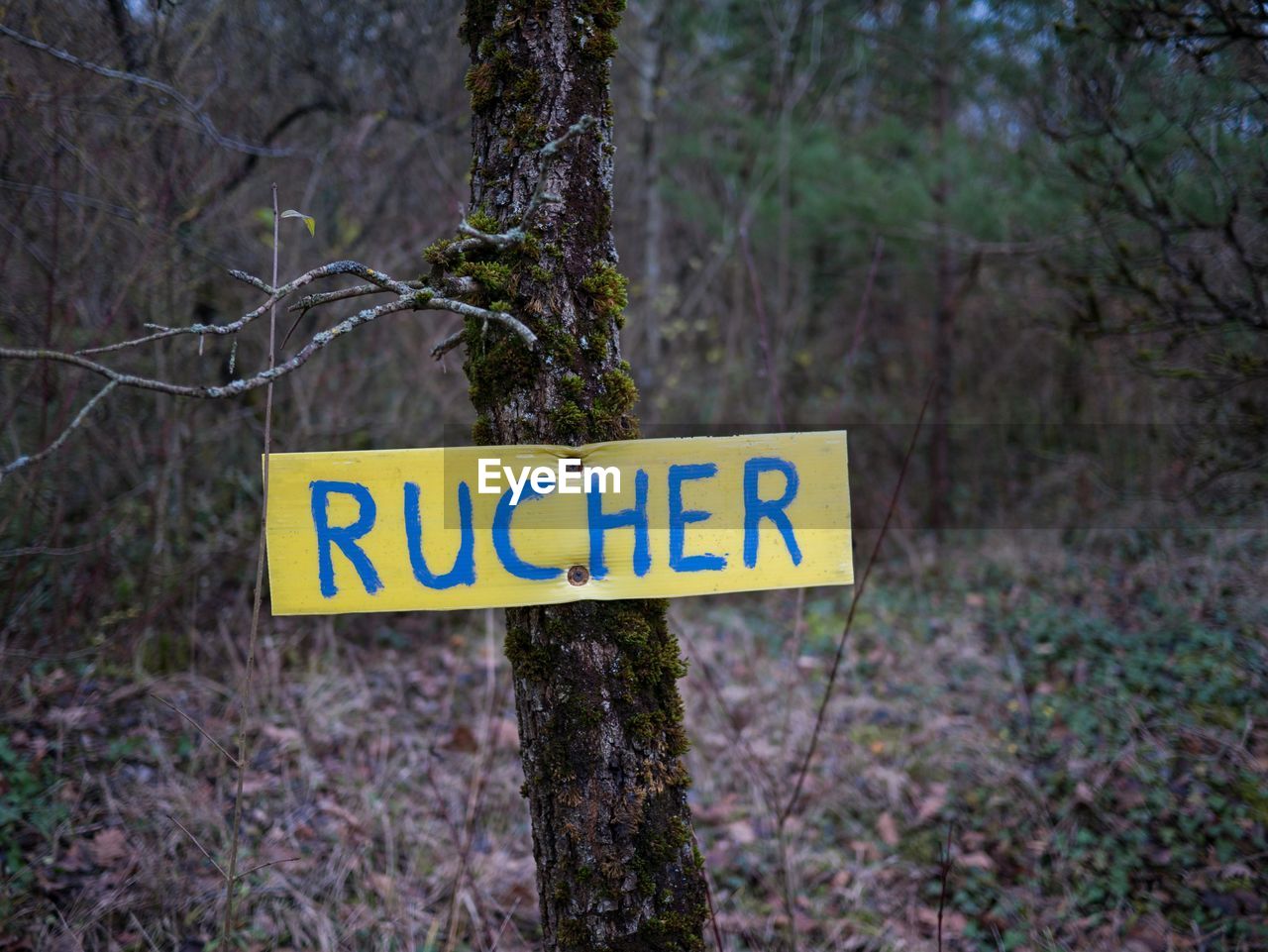 CLOSE-UP OF INFORMATION SIGN IN FOREST