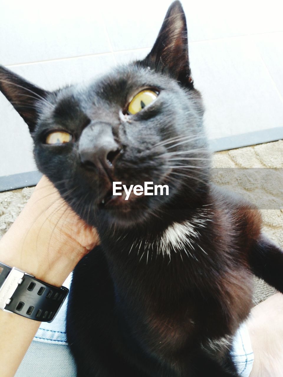 CLOSE-UP OF HAND HOLDING CAT WITH EYES