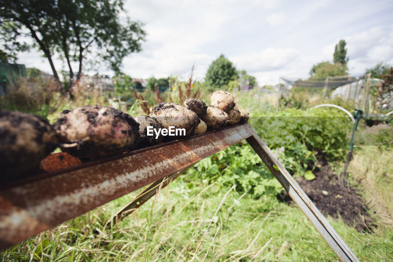 Close-up of fresh dirty potatoes on metal at farm