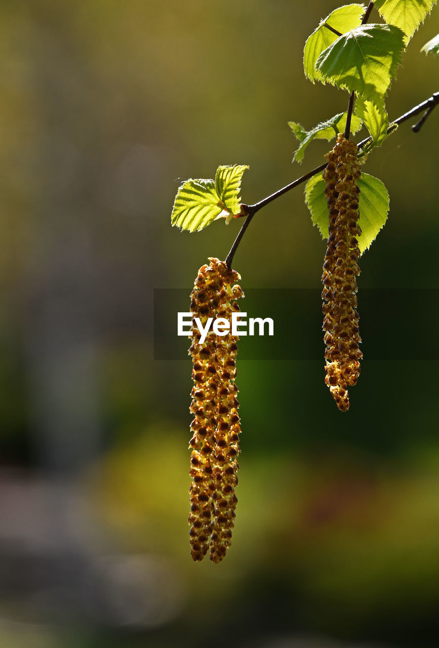 Close-up of leaves on twig