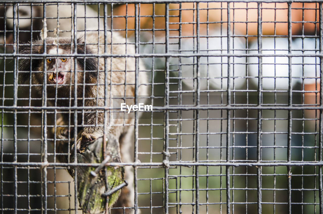 Close-up of animal in cage