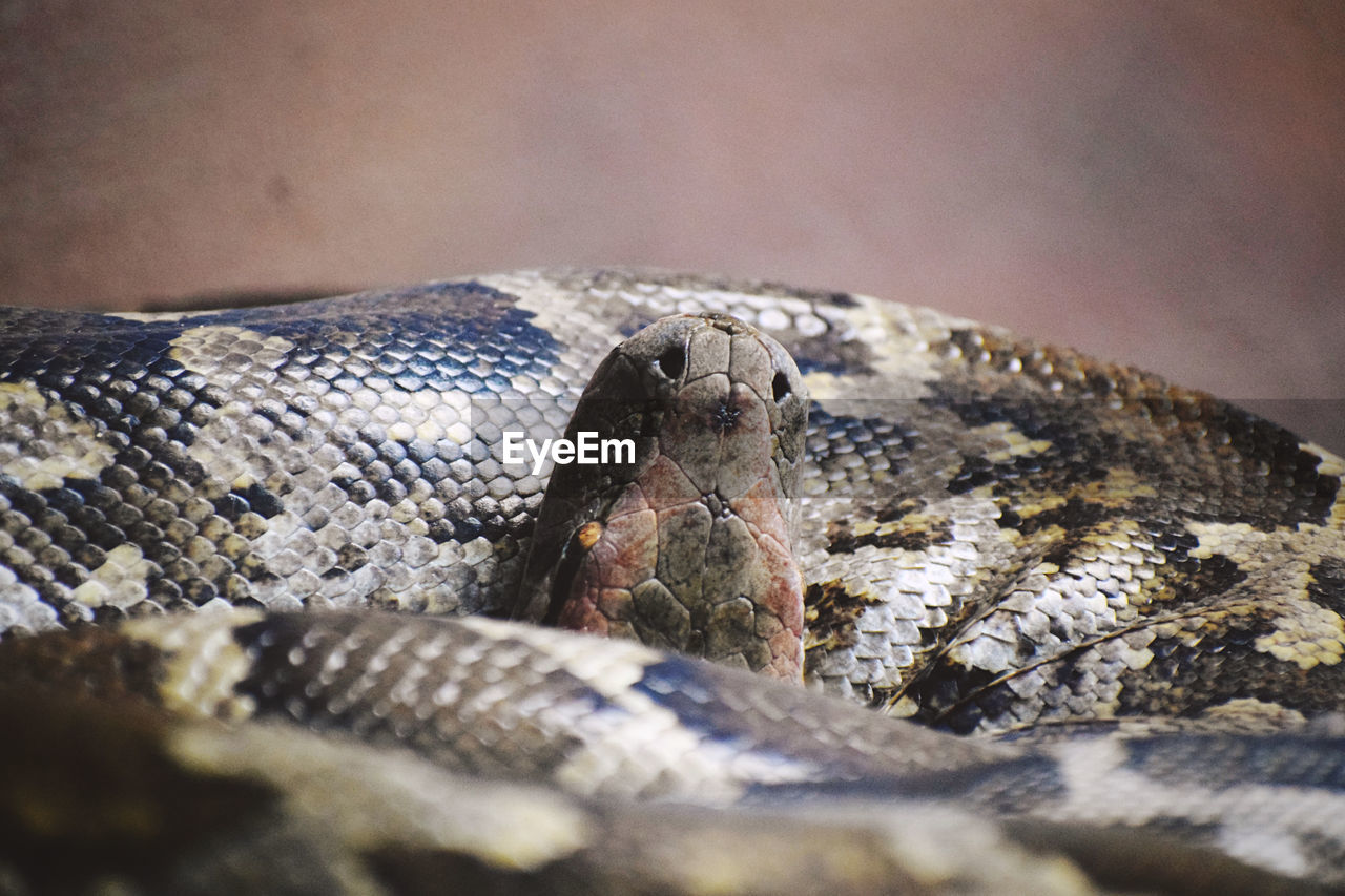 snake, animal themes, animal, close-up, reptile, animal wildlife, one animal, wildlife, macro photography, no people, animal body part, boa, nature, serpent, communication, selective focus, viper, animal head, boa constrictor, outdoors, animal scale, day, sign