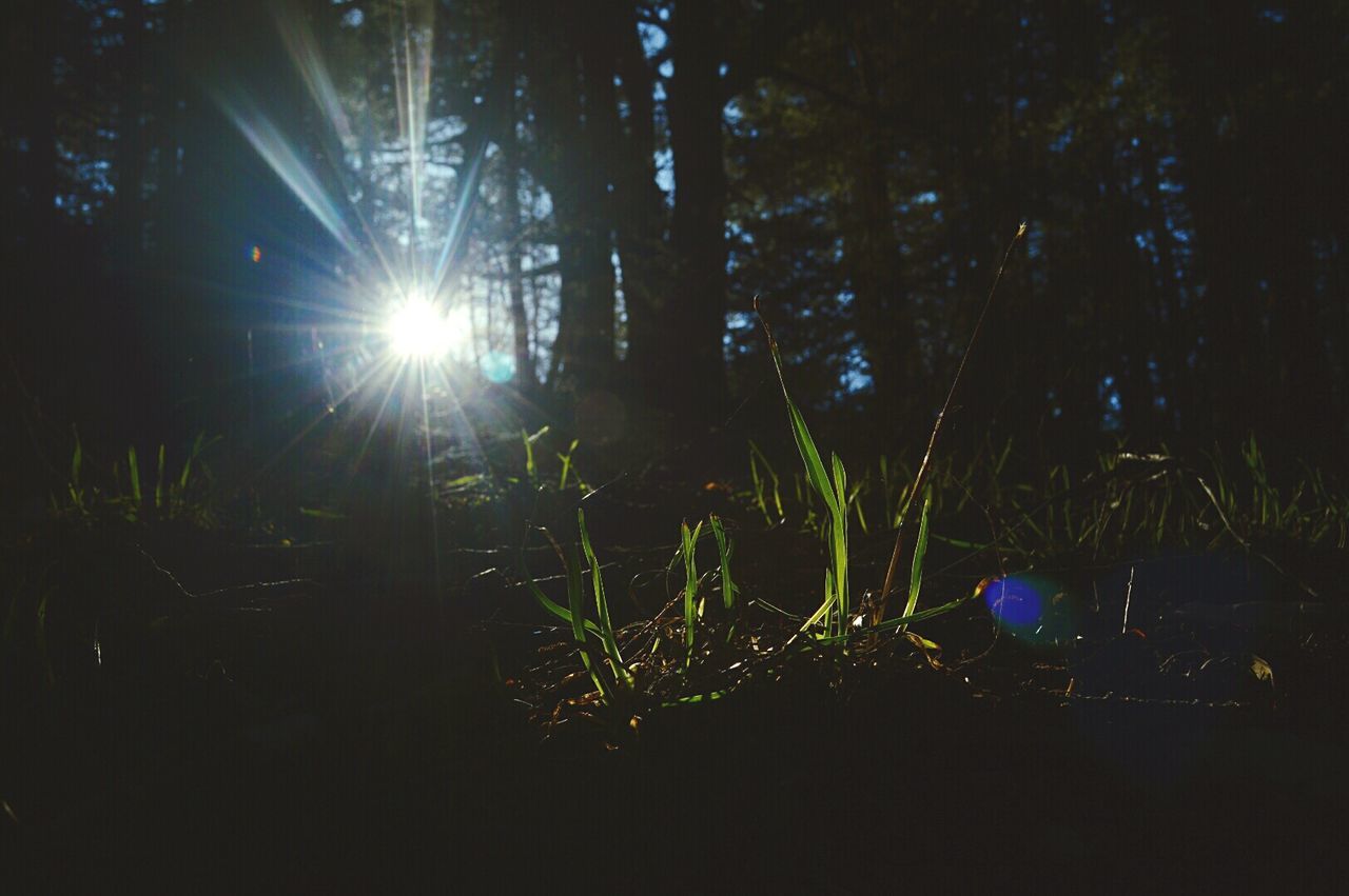 SUN SHINING THROUGH TREES