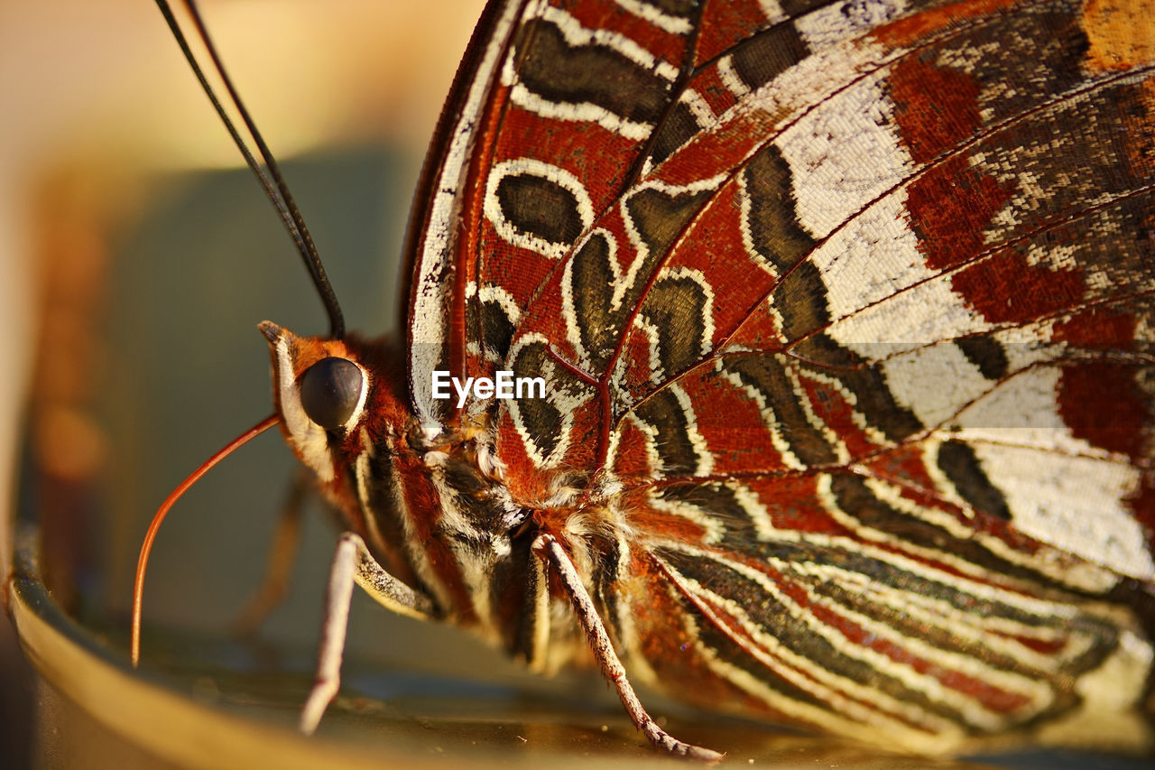 CLOSE-UP OF BUTTERFLY ON THE GROUND