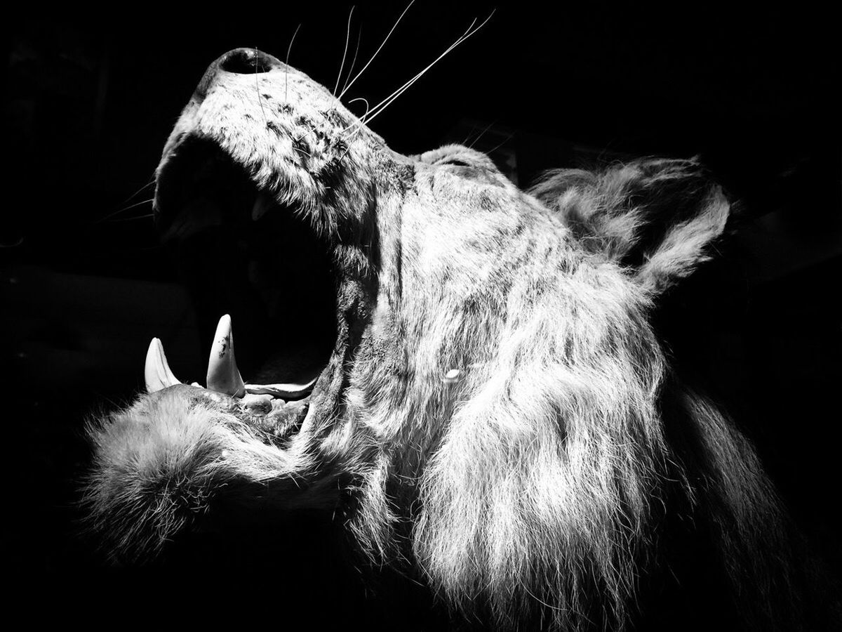 Taxidermy of wild animal against black background