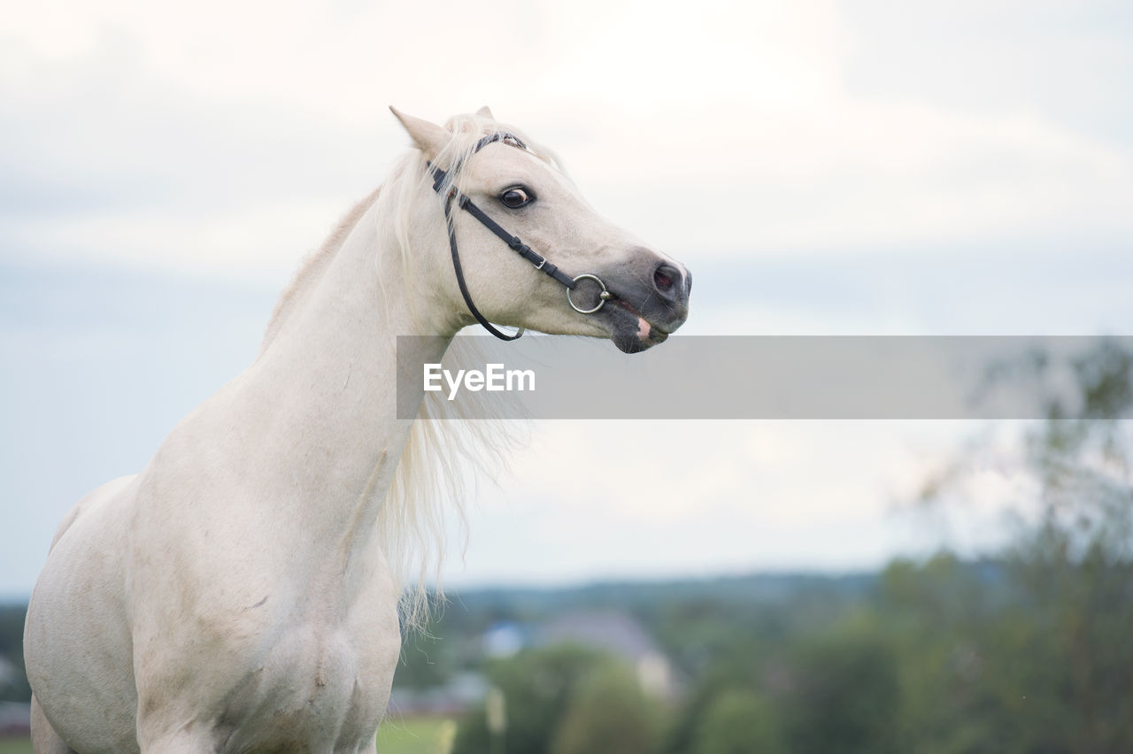 Horse standing against sky