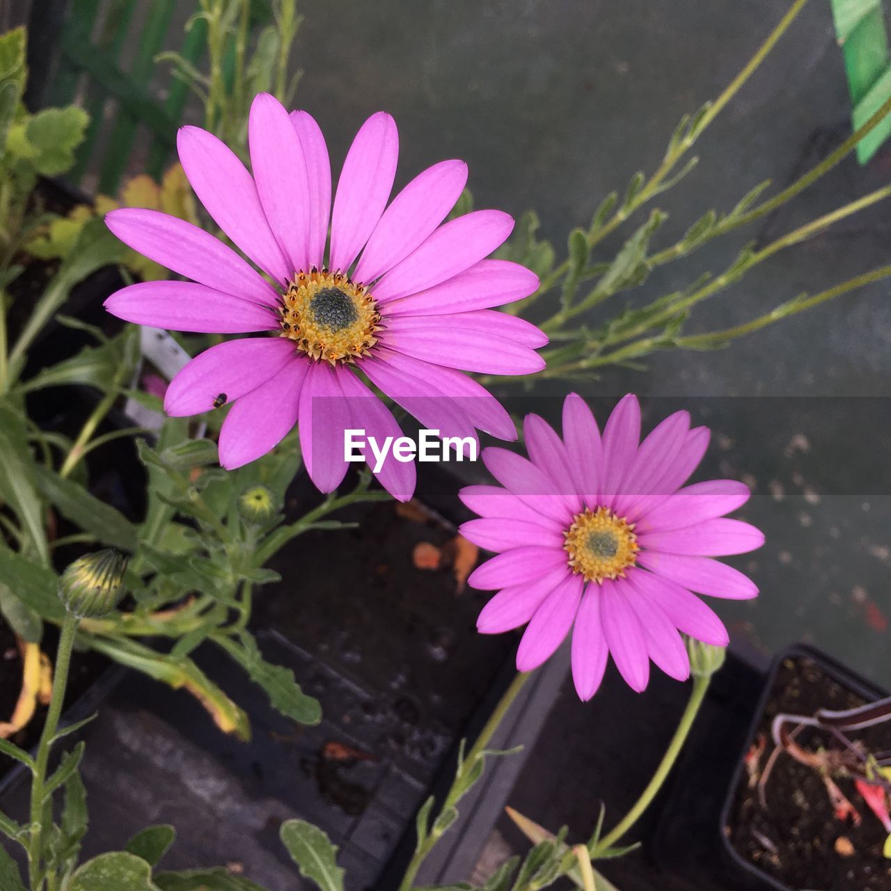 HIGH ANGLE VIEW OF PINK COSMOS FLOWERS