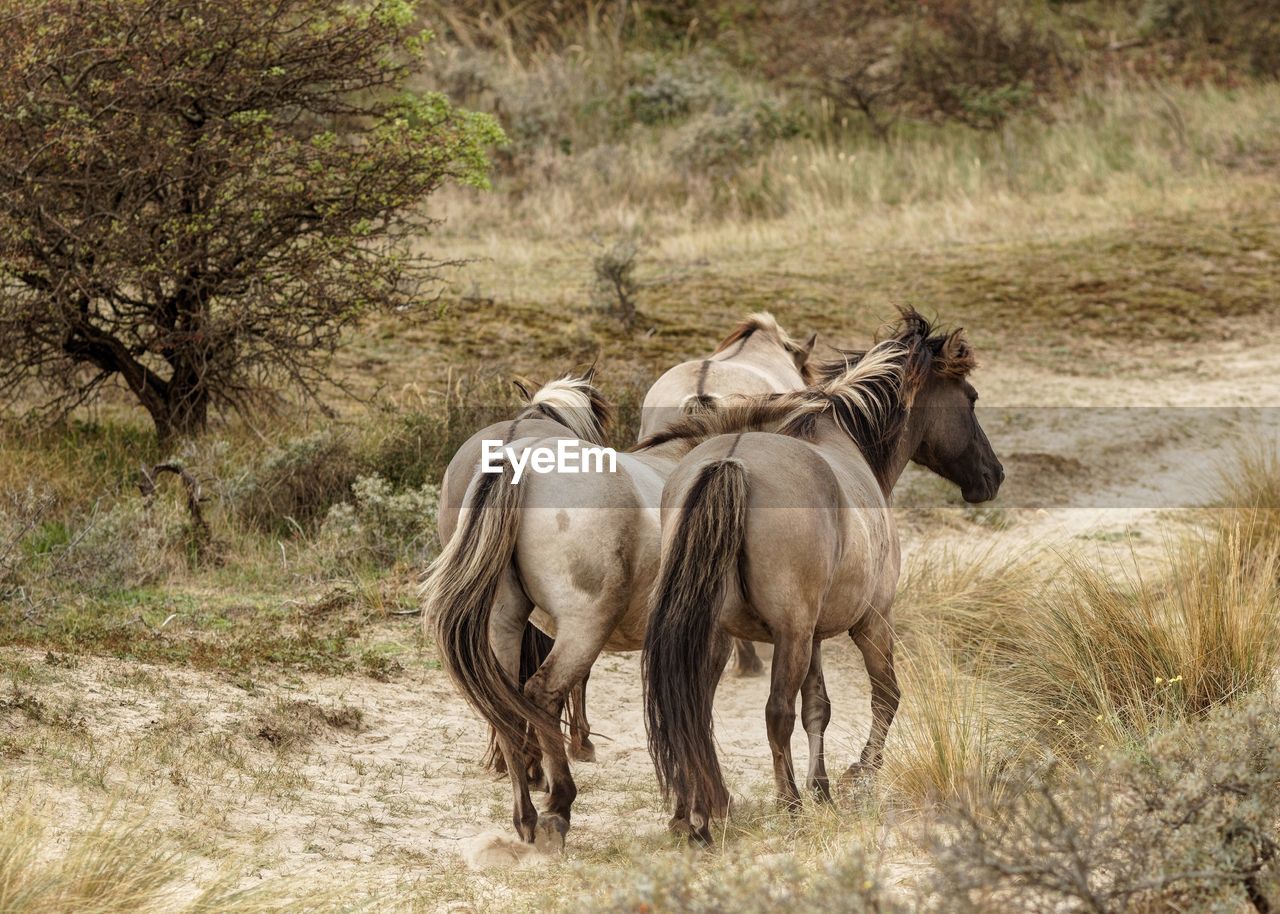 Horses on field