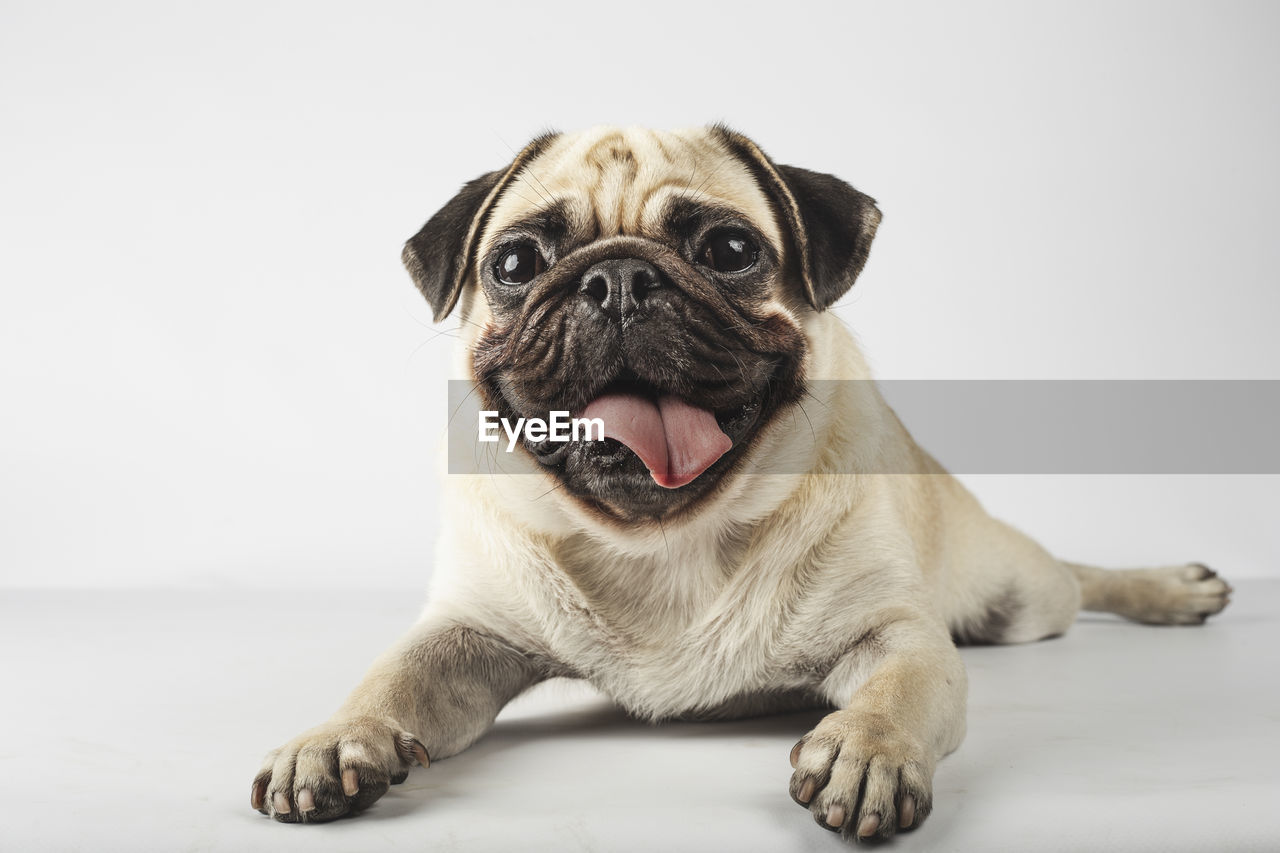 Lovely pug breed dog lying on white background