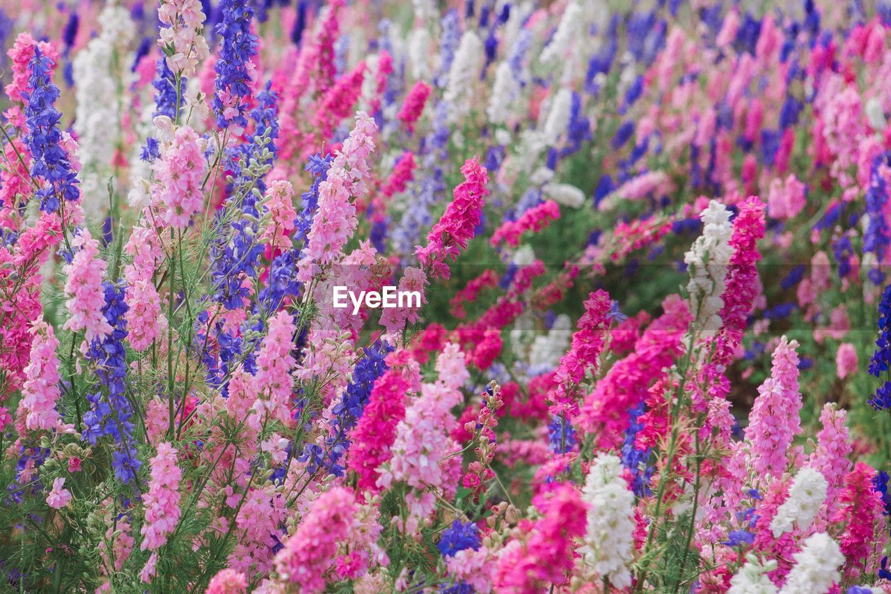 FULL FRAME SHOT OF FLOWERING PLANTS ON FIELD