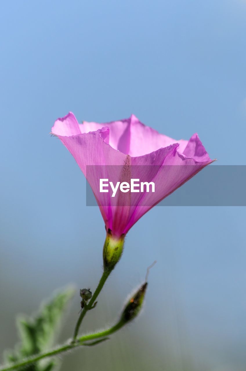 Close-up of pink flowers