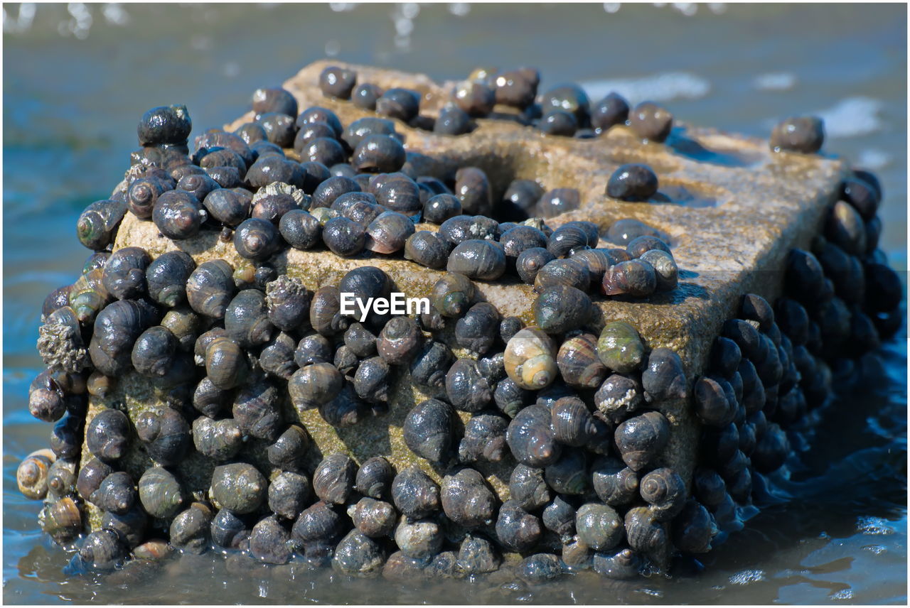 CLOSE-UP OF BLUEBERRIES ON PEBBLES