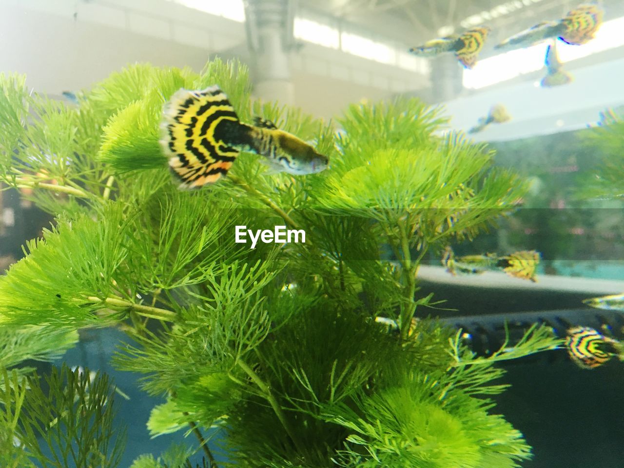 CLOSE-UP OF BEE ON PLANT AGAINST BLURRED BACKGROUND