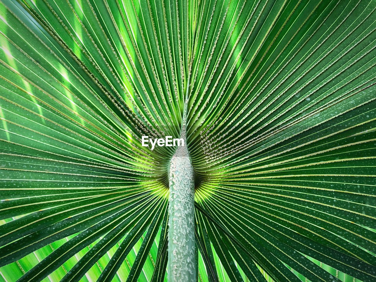 Full frame shot of palm leaf