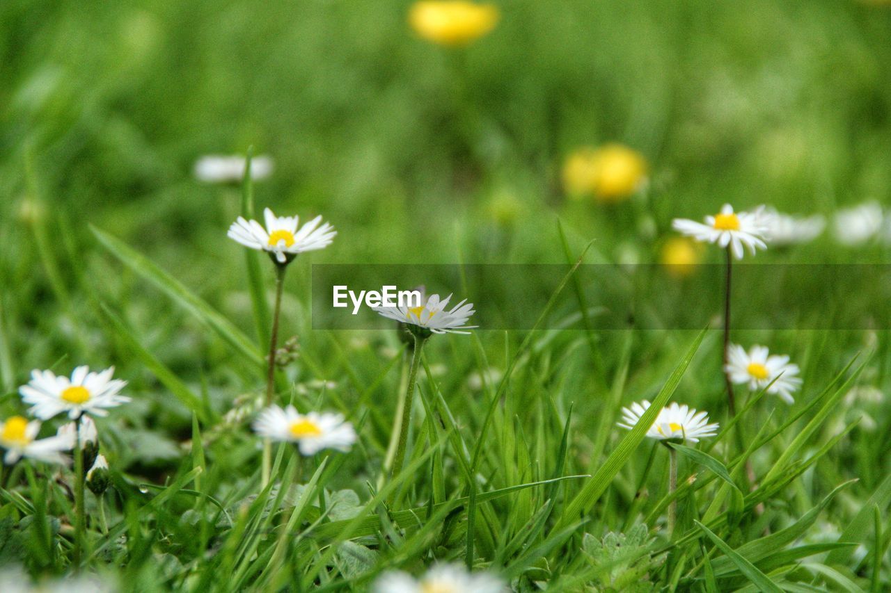 Close-up of white daisy flowers on field