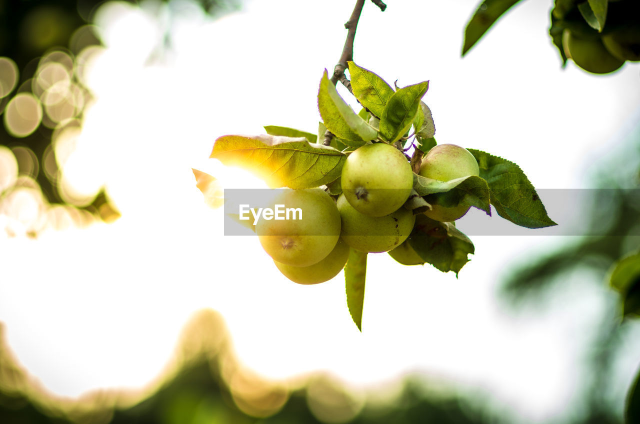 Close-up of fruits growing on tree