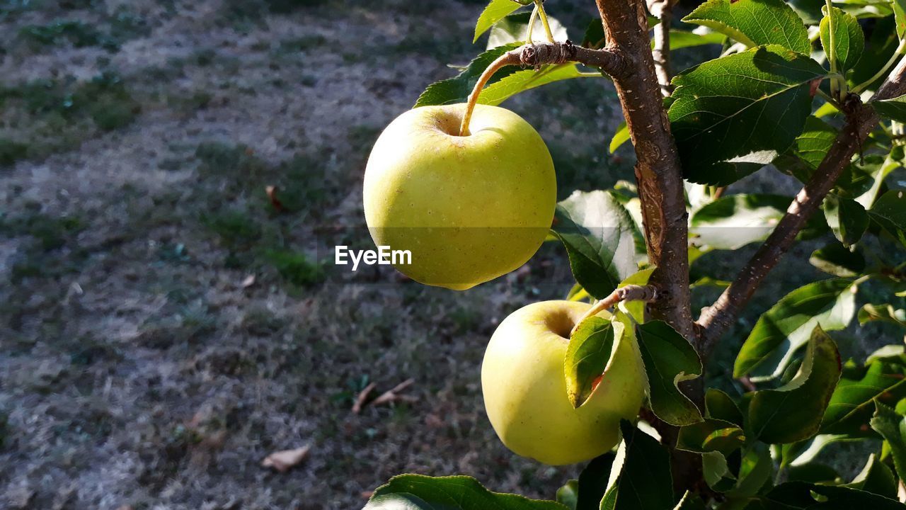 CLOSE-UP OF APPLES GROWING ON TREE