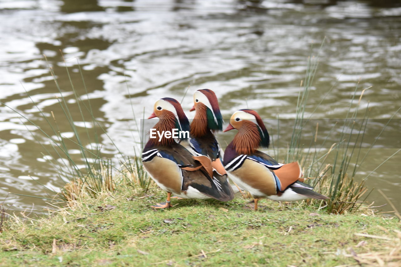 TWO DUCKS IN LAKE