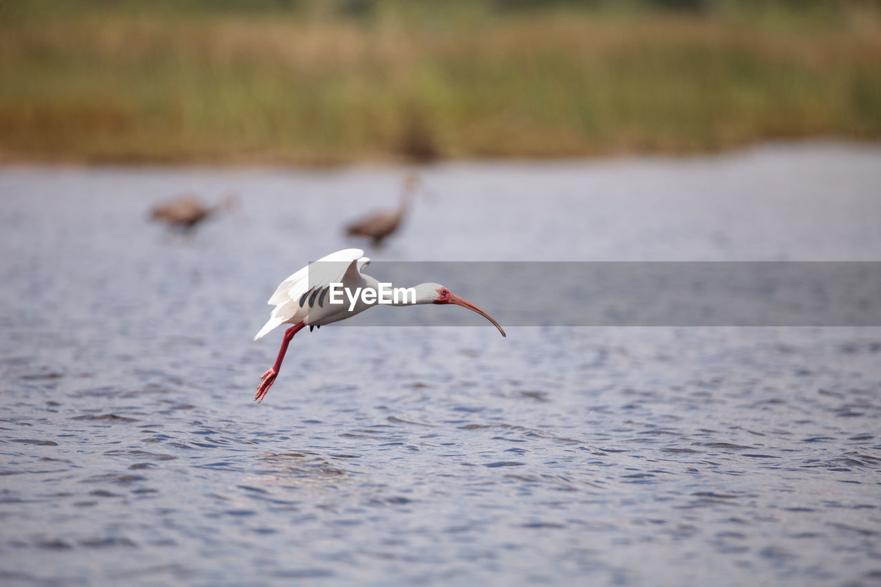 BIRD FLYING OVER A SEA