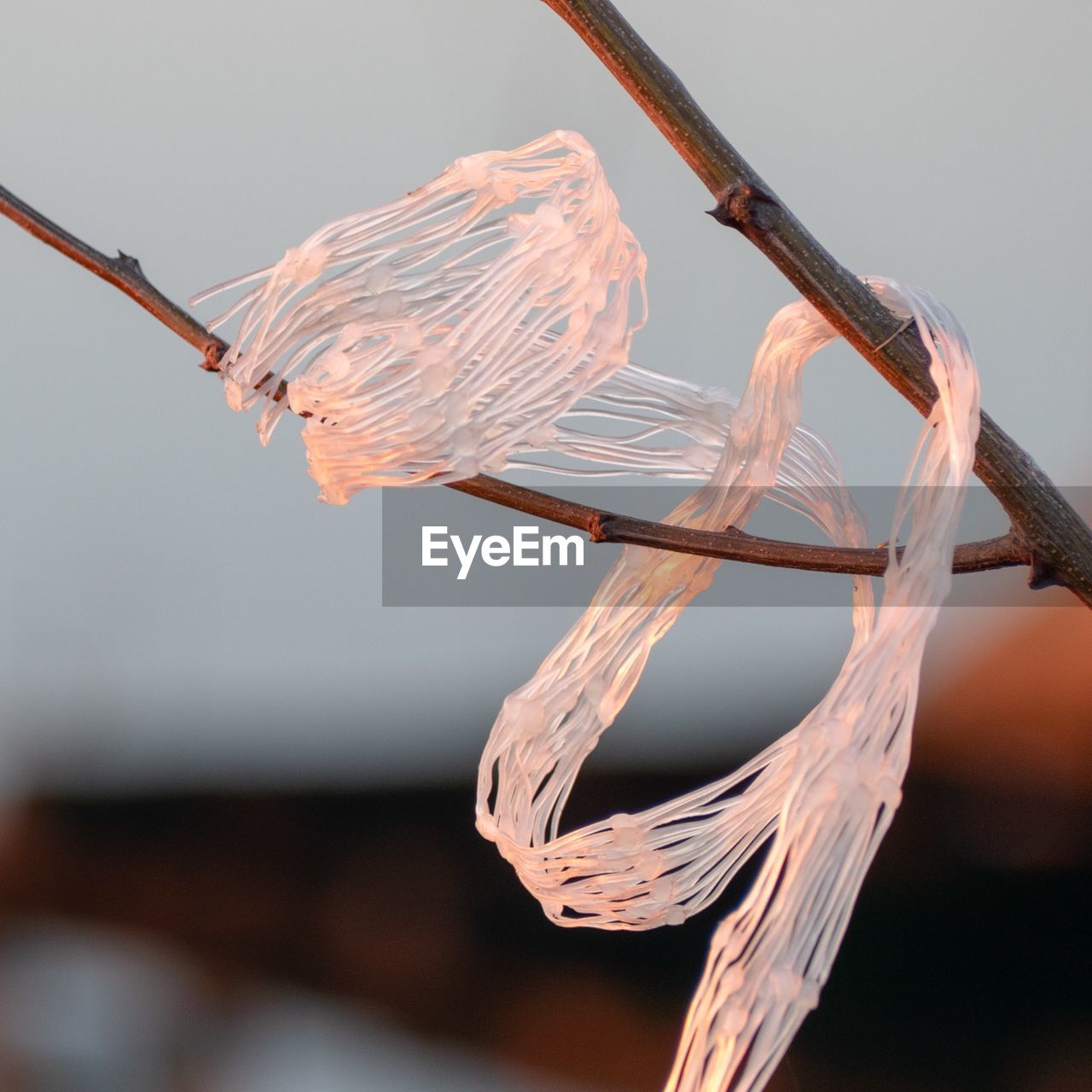 CLOSE-UP OF DRY PLANT HANGING FROM BRANCH