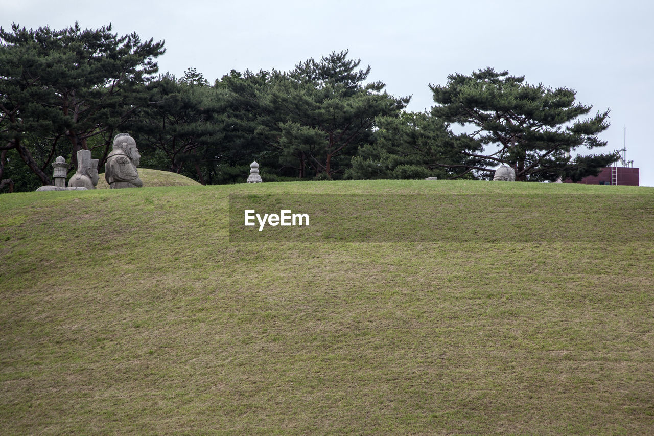 TREES ON GRASSY FIELD